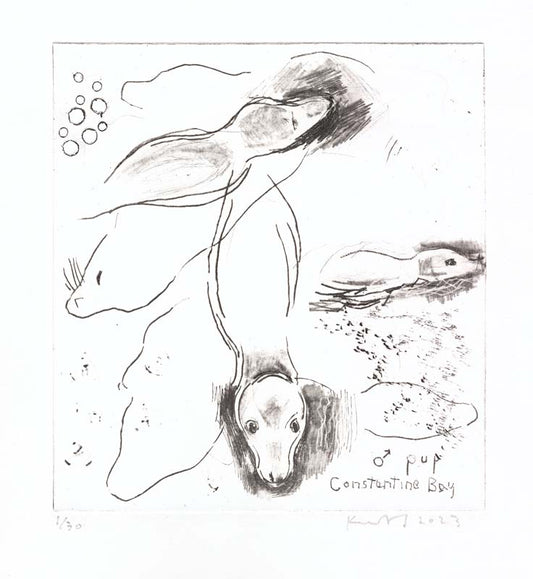 Pup, Constantine Bay.