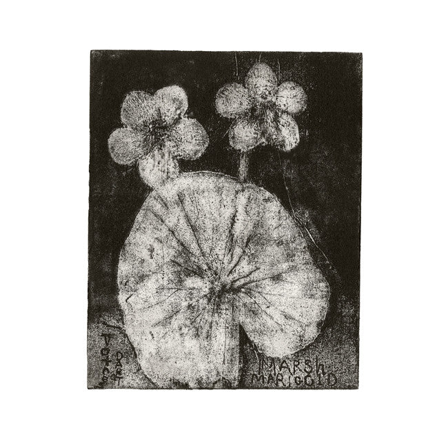 Totnes marsh marigold.