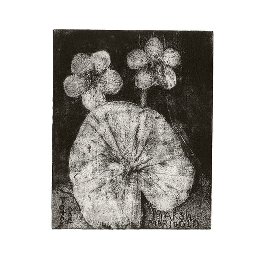 Totnes marsh marigold.