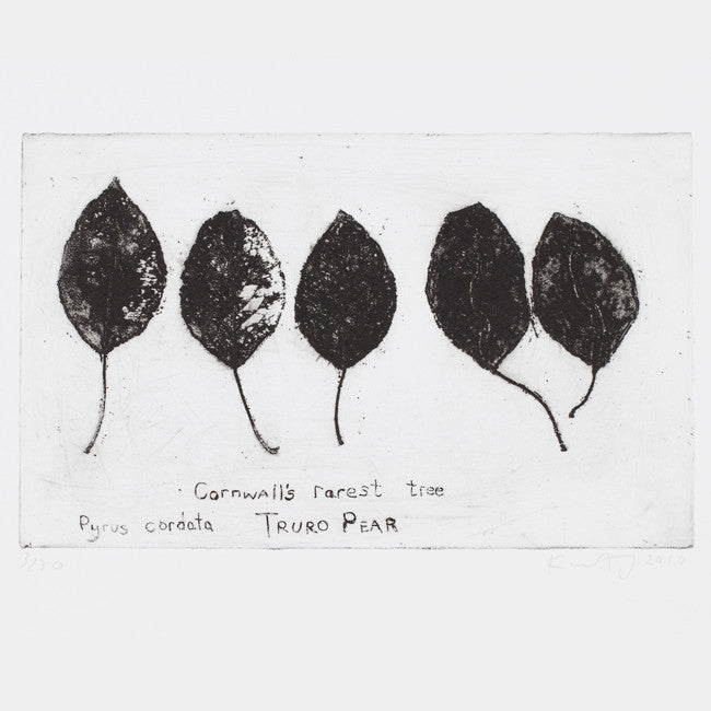 Cornwall’s rarest tree, Pyrus cordata, the Truro pear.