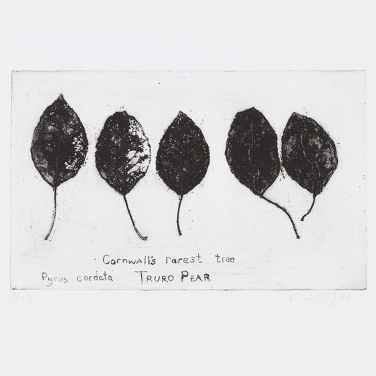 Cornwall’s rarest tree, Pyrus cordata, the Truro pear.