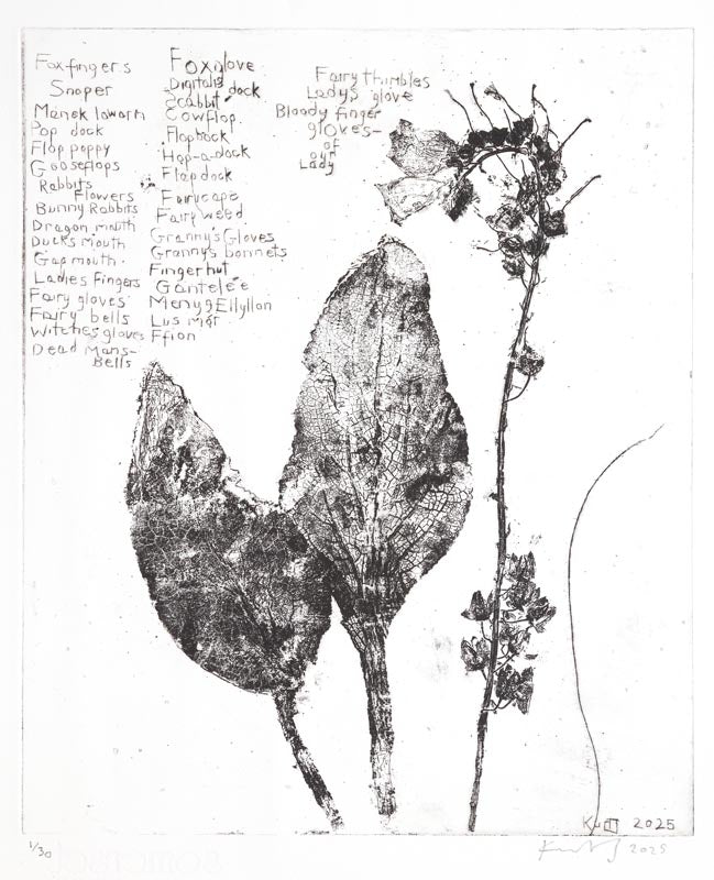 Foxglove Etching. Black and white. Soft Ground Etching. £550