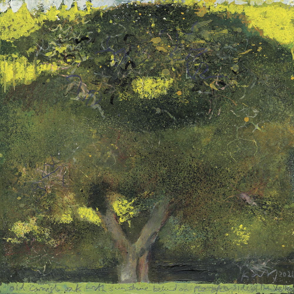 Old Cornish Oak. Greeting Card. Pack of 4. 