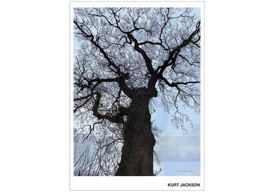 The oak tree of life. Post Card. Pack of 10.